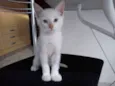 Alemão