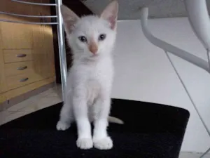 Gato raça Sem raça definida idade 2 a 6 meses nome Alemão