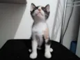Belinha