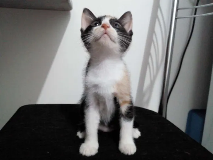 Gato ra a Sem raça definida idade 2 a 6 meses nome Belinha