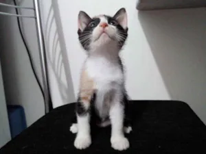 Gato raça Sem raça definida idade 2 a 6 meses nome Belinha