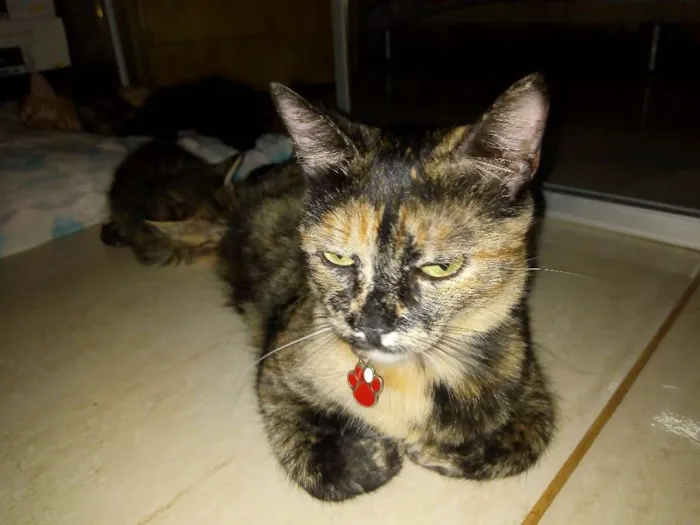 Gato ra a Sem raça definida idade 4 anos nome Menina