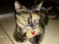 Menina