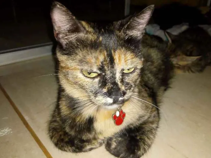 Gato ra a Sem raça definida idade 4 anos nome Menina