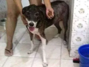 Cachorro raça  idade 6 ou mais anos nome Kate órfã