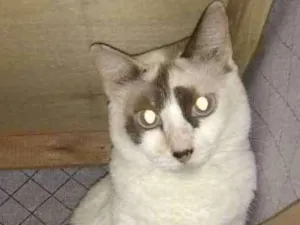 Gato raça  idade 6 ou mais anos nome Branquinha órfã
