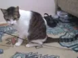 Pequena órfã