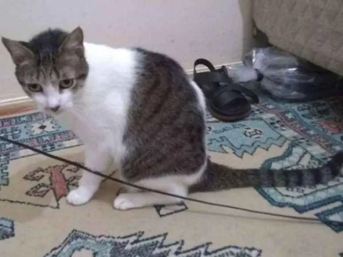 Gato ra a  idade 6 ou mais anos nome Pequena órfã