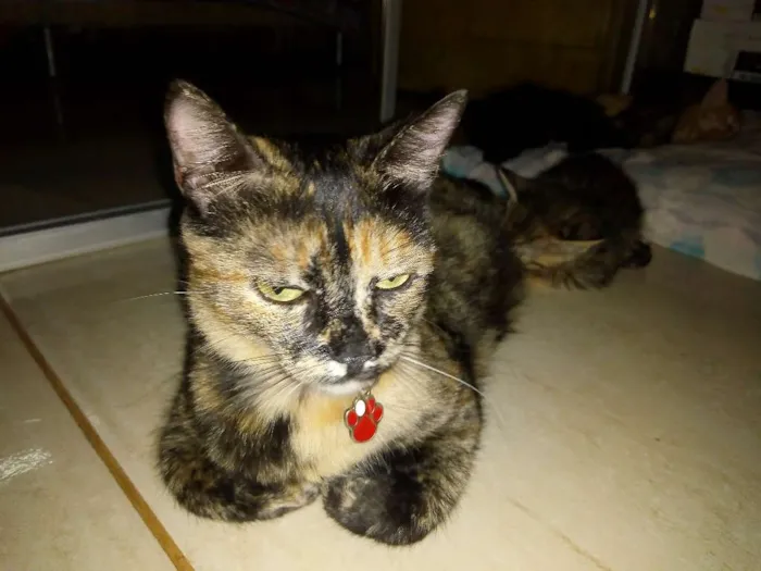 Gato ra a Sem raça definida idade 3 anos nome Menina