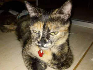 Gato raça Sem raça definida idade 3 anos nome Menina