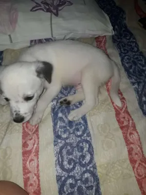 Cachorro raça Srd idade Abaixo de 2 meses nome Floquinho