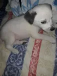 Floquinho