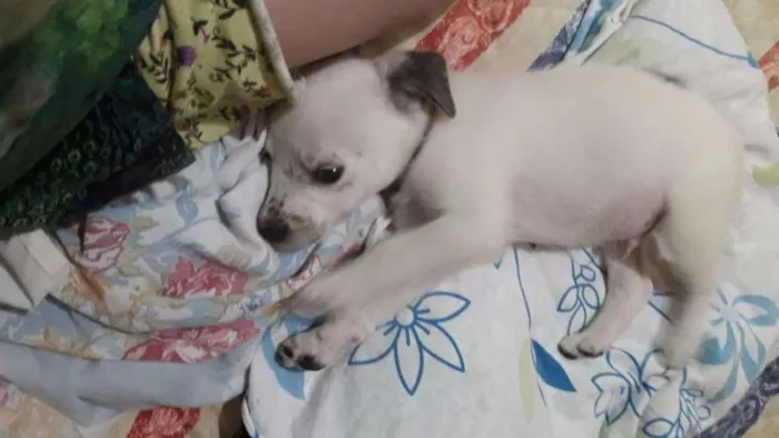 Cachorro ra a Srd idade Abaixo de 2 meses nome Floquinho