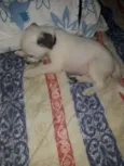 Floquinho