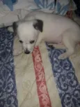 Floquinho