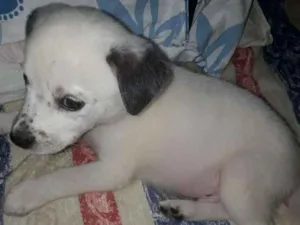 Cachorro raça Srd idade Abaixo de 2 meses nome Floquinho