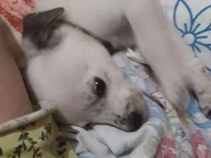 Cachorro ra a Srd idade Abaixo de 2 meses nome Floquinho