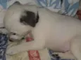 Floquinho
