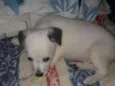 Floquinho
