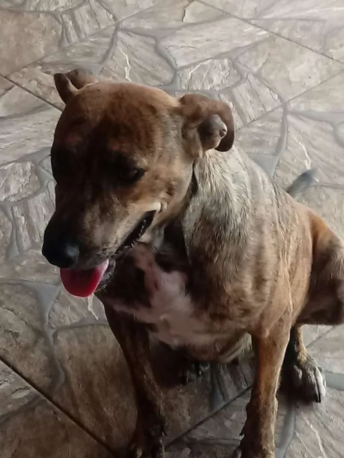 Cachorro ra a Srd idade 1 ano nome Pipoca