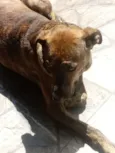 Pipoca