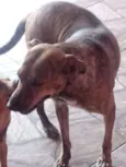 Pipoca