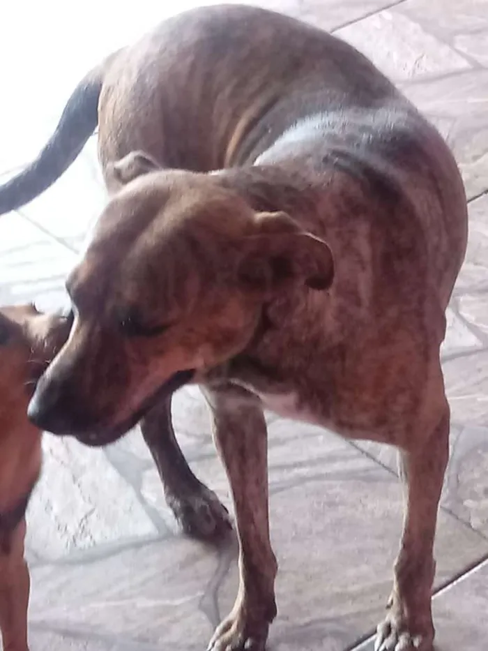 Cachorro ra a Srd idade 1 ano nome Pipoca
