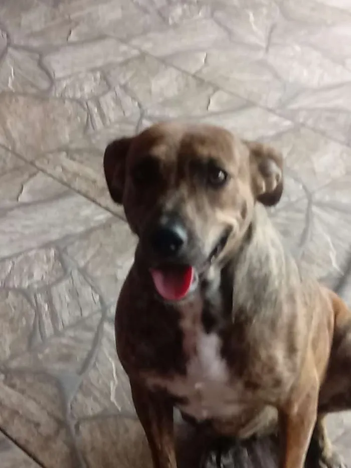 Cachorro ra a Srd idade 1 ano nome Pipoca