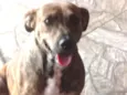 Pipoca