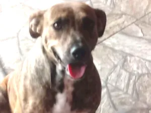 Cachorro raça Srd idade 1 ano nome Pipoca