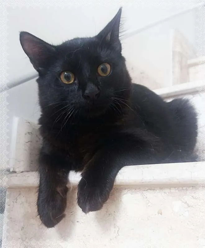 Gato ra a srd idade 2 a 6 meses nome Anakin e Tom
