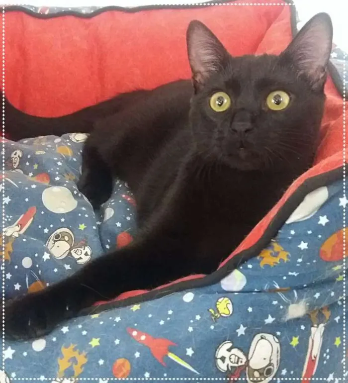 Gato ra a srd idade 2 a 6 meses nome Anakin e Tom