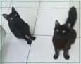 Anakin e Tom