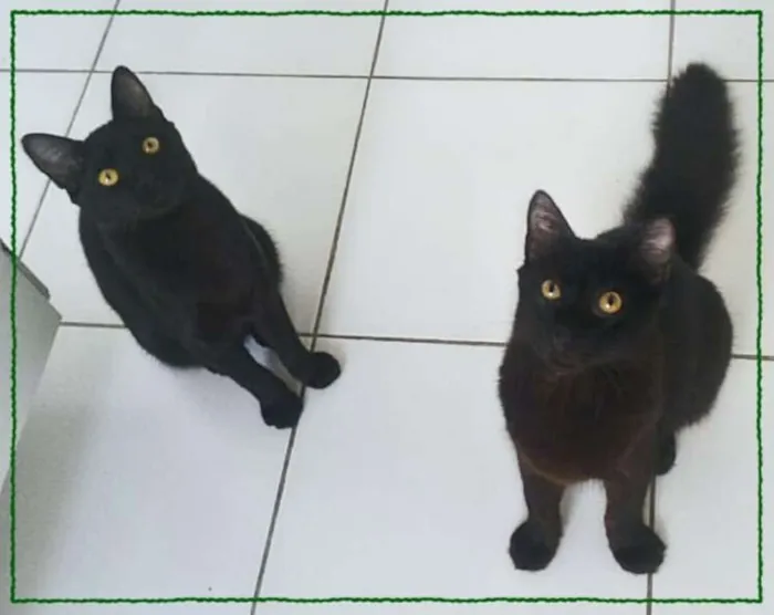 Gato ra a srd idade 2 a 6 meses nome Anakin e Tom