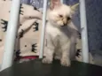 Lua