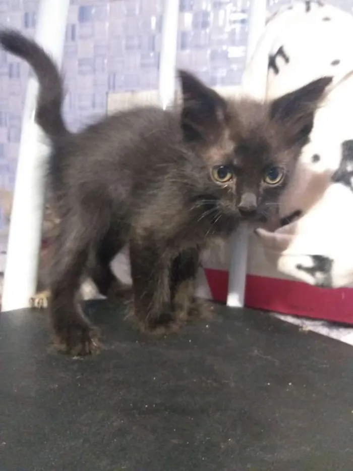 Gato ra a SRD idade 2 a 6 meses nome Neguinho