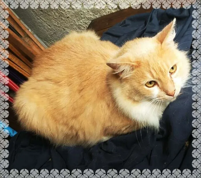 Gato ra a srd idade 2 anos nome Leon