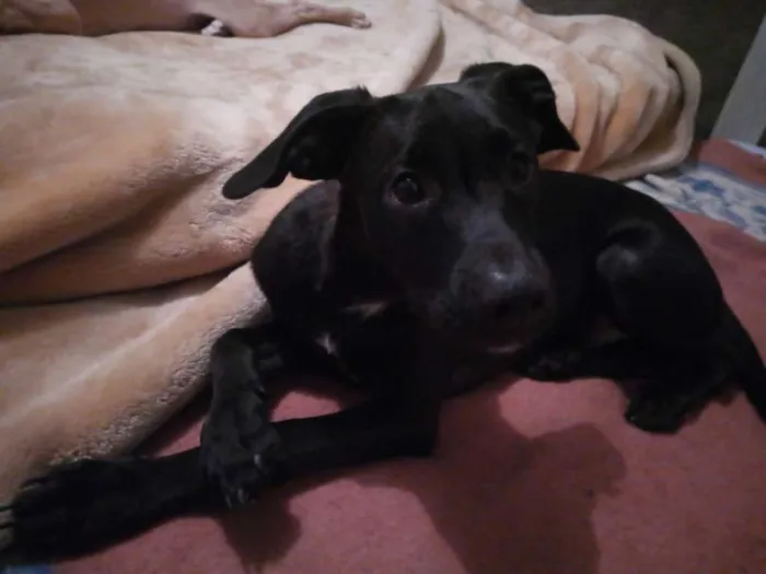 Cachorro ra a Sem raça definida idade 2 a 6 meses nome Negão
