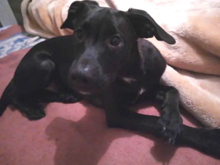 Cachorro ra a Sem raça definida idade 2 a 6 meses nome Negão