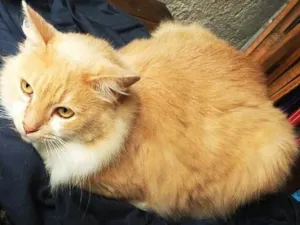 Gato raça srd idade 2 anos nome Leon