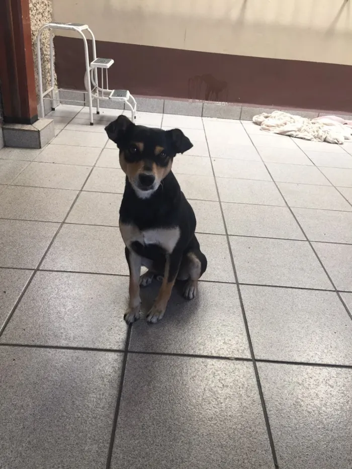 Cachorro ra a SRD idade 1 ano nome Paçoca