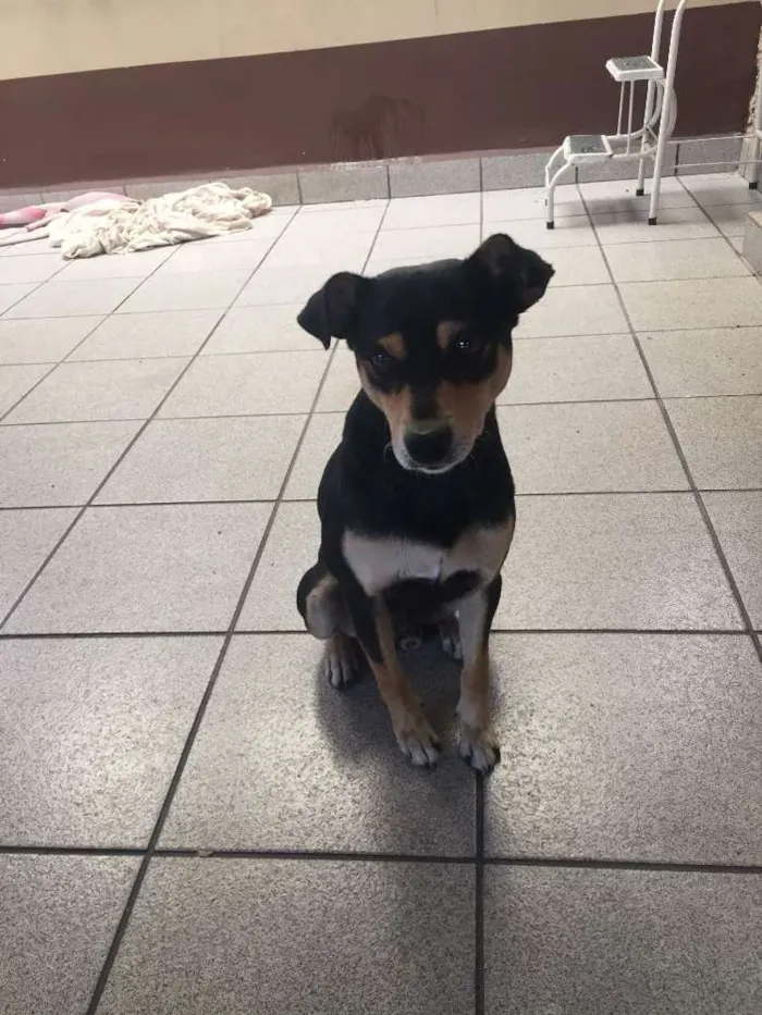 Cachorro ra a SRD idade 1 ano nome Paçoca