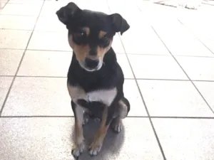 Cachorro raça SRD idade 1 ano nome Paçoca