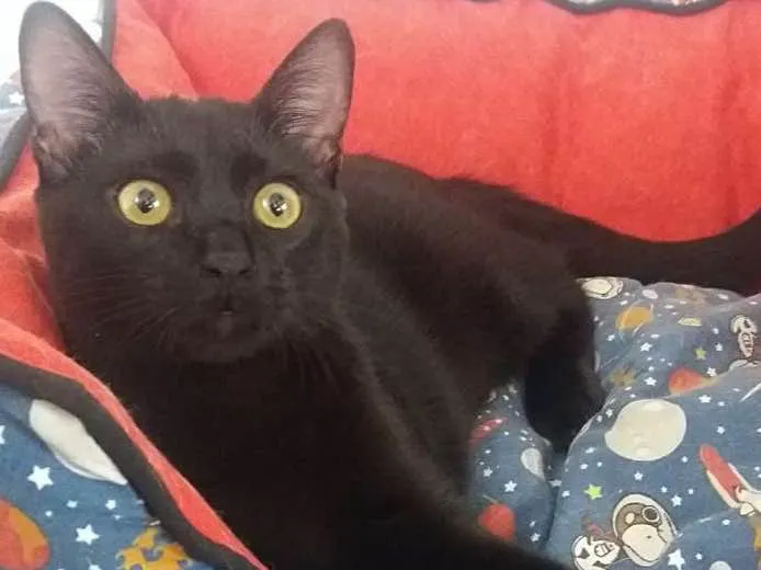 Gato ra a srd idade 2 a 6 meses nome Anakin e Tom
