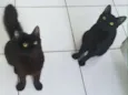 Anakin e Tom