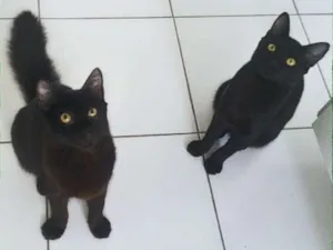 Gato raça srd idade 2 a 6 meses nome Anakin e Tom