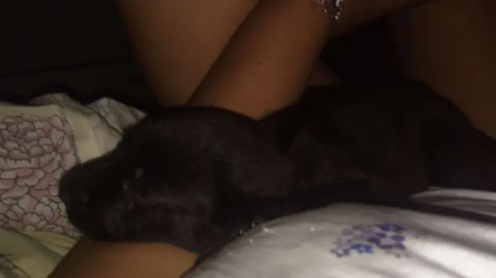 Cachorro ra a Labrador idade Abaixo de 2 meses nome Negão e Negona