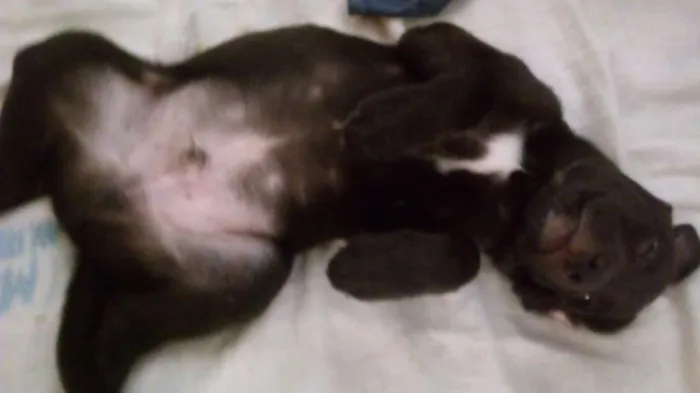 Cachorro ra a Labrador idade Abaixo de 2 meses nome Negão e Negona