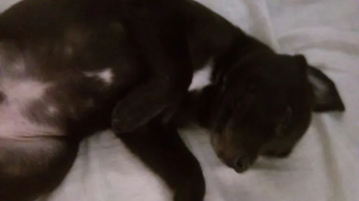 Cachorro ra a Labrador idade Abaixo de 2 meses nome Negão e Negona