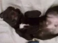Negão e Negona